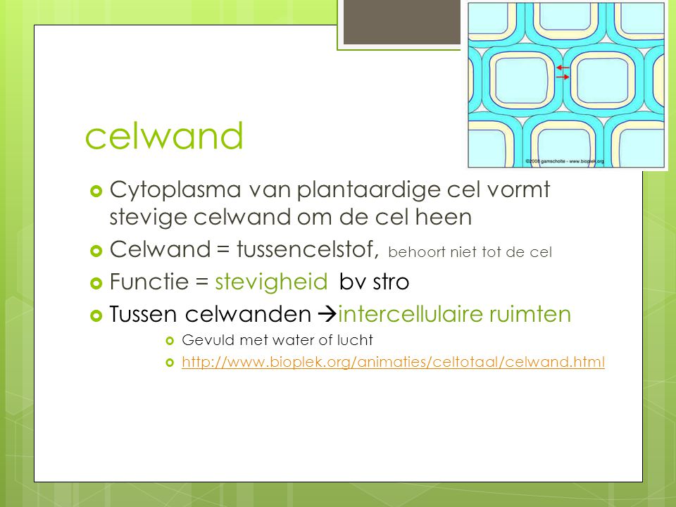 celwand Cytoplasma van plantaardige cel vormt stevige celwand om de cel heen. Celwand = tussencelstof, behoort niet tot de cel.
