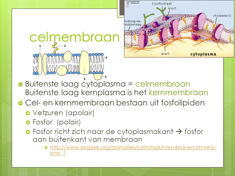 celmembraan Buitenste laag cytoplasma = celmembraan Buitenste laag kernplasma is het kernmembraan. Cel- en kernmembraan bestaan uit fosfolipiden.