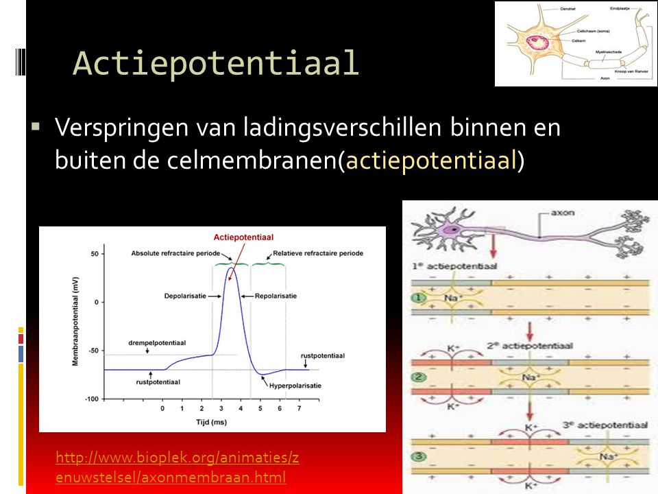 Actiepotentiaal Verspringen van ladingsverschillen binnen en buiten de celmembranen(actiepotentiaal)