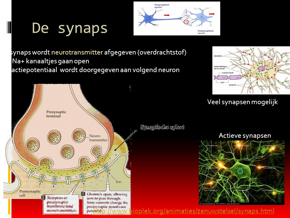 De synaps In synaps wordt neurotransmitter afgegeven (overdrachtstof)
