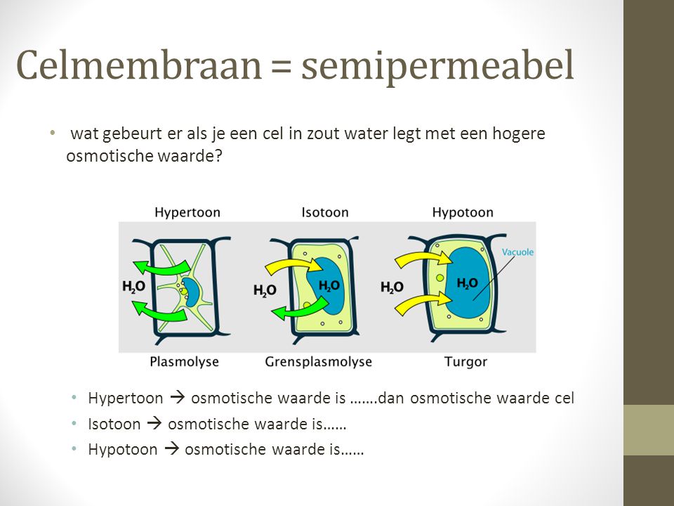Celmembraan = semipermeabel