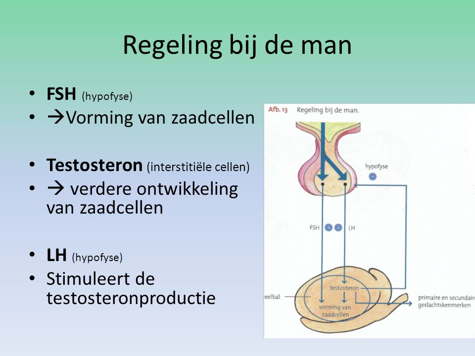Regeling bij de man FSH (hypofyse) Vorming van zaadcellen