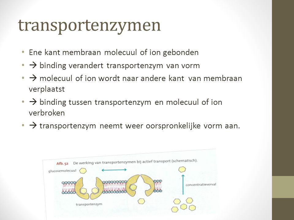 transportenzymen Ene kant membraan molecuul of ion gebonden