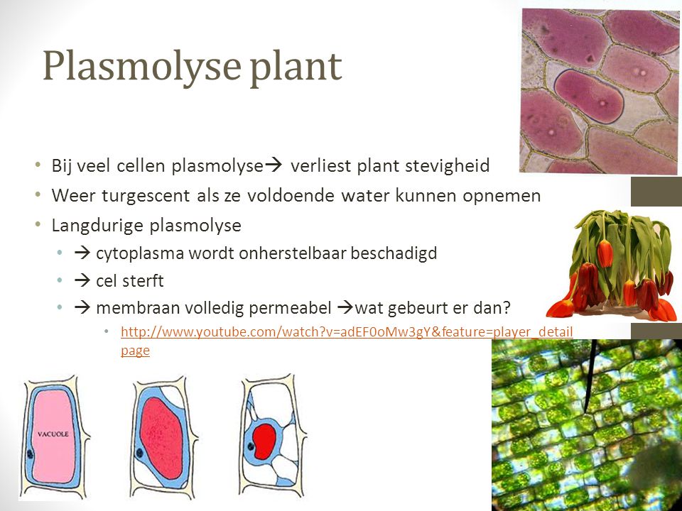 Plasmolyse plant Bij veel cellen plasmolyse verliest plant stevigheid