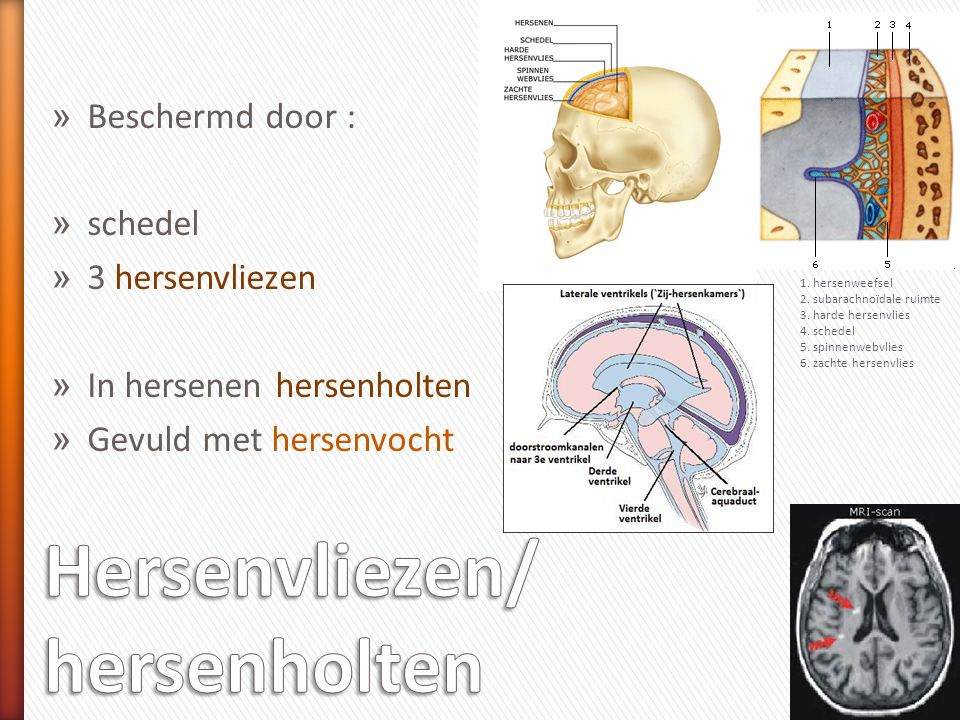 Hersenvliezen/ hersenholten