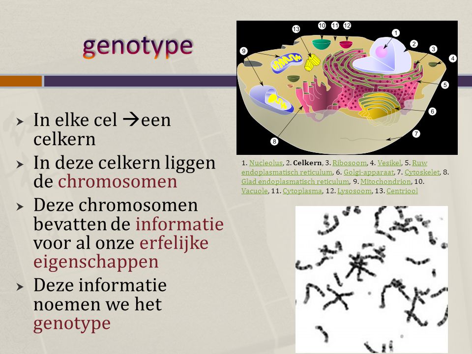 genotype In elke cel een celkern