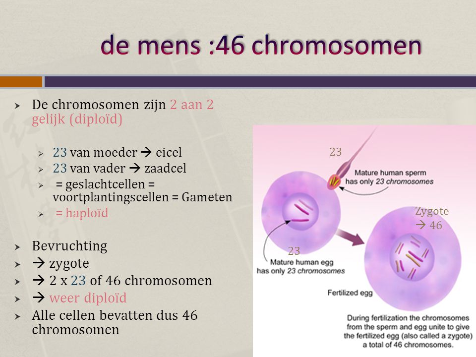 de mens :46 chromosomen De chromosomen zijn 2 aan 2 gelijk (diploïd)