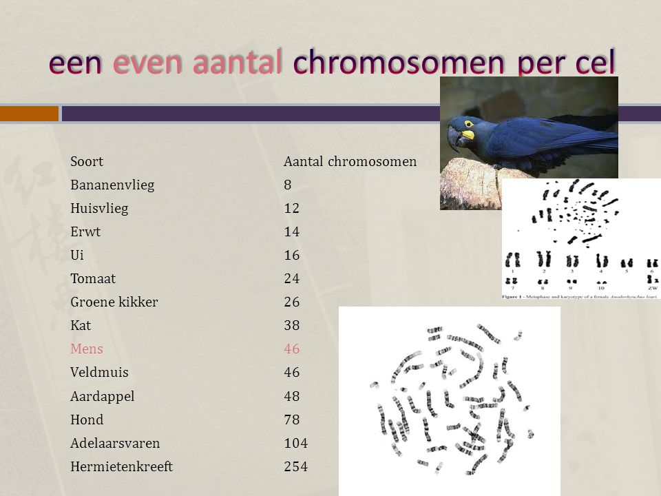 een even aantal chromosomen per cel