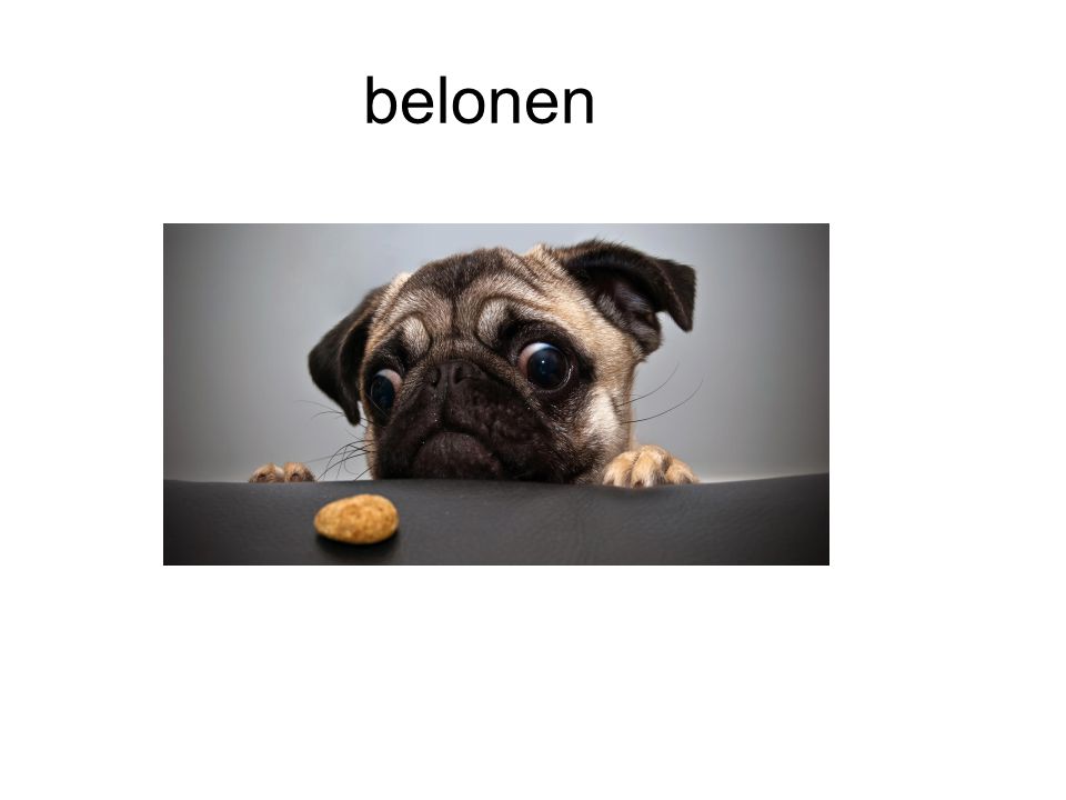 belonen
