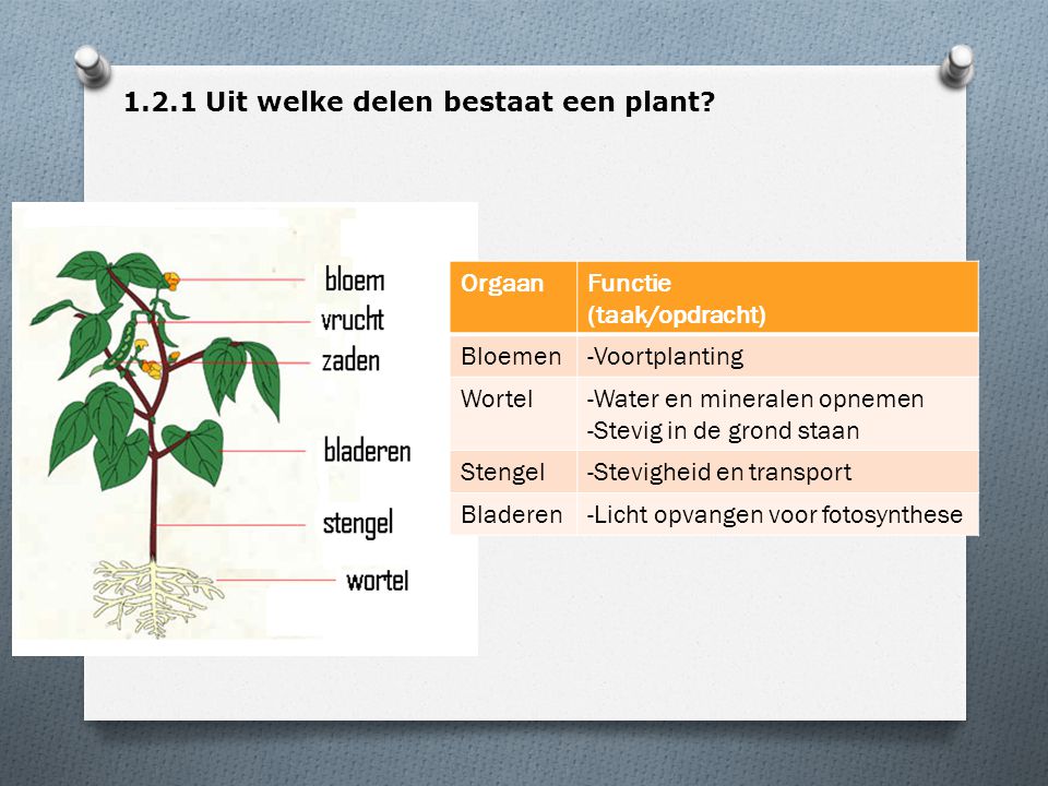 1.2.1 Uit welke delen bestaat een plant