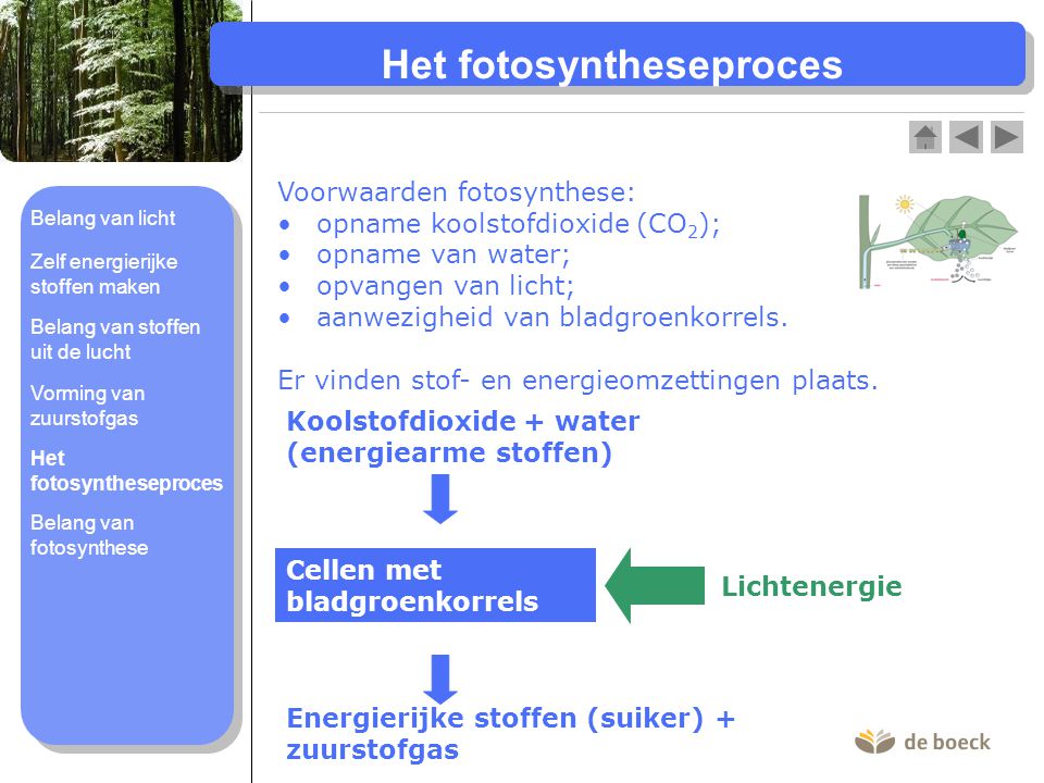 Het fotosyntheseproces
