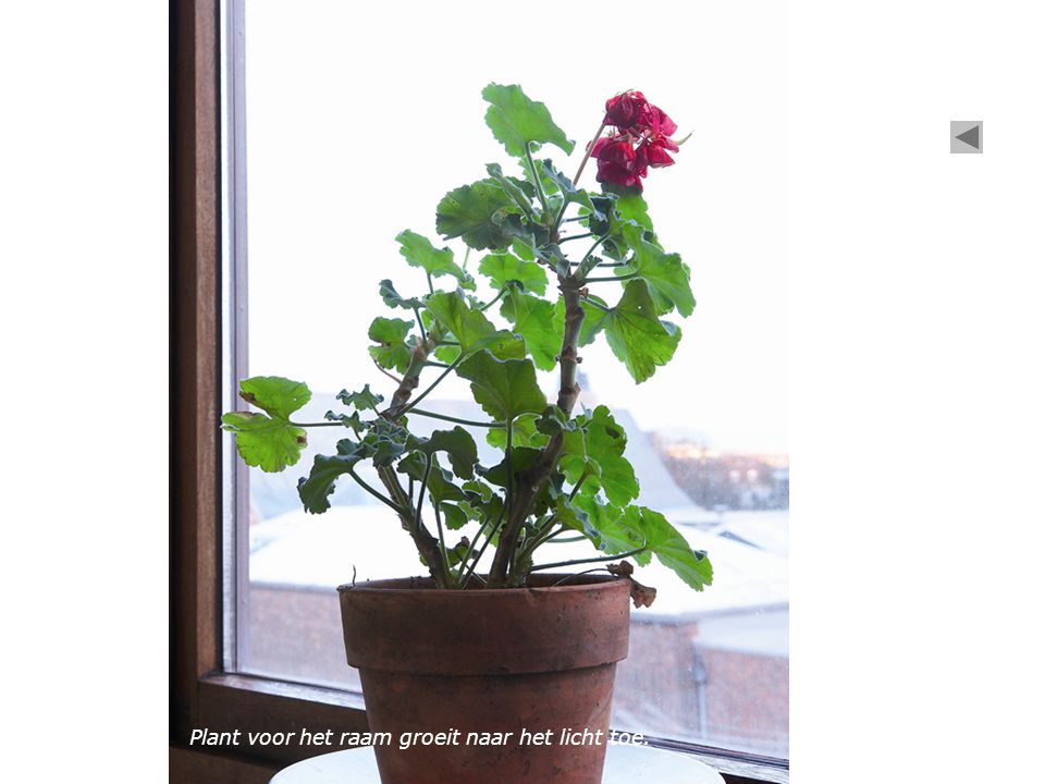 Plant voor het raam groeit naar het licht toe.