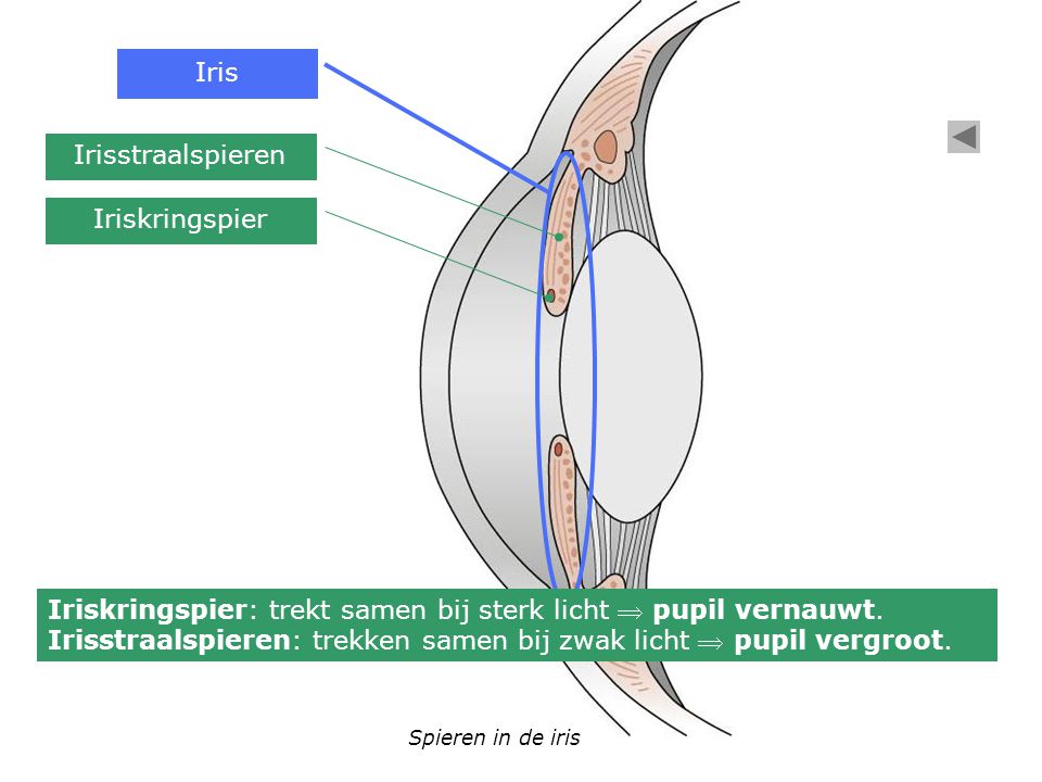 Iriskringspier: trekt samen bij sterk licht  pupil vernauwt.