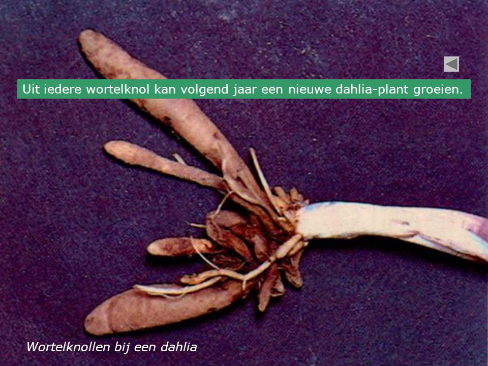 Uit iedere wortelknol kan volgend jaar een nieuwe dahlia-plant groeien.