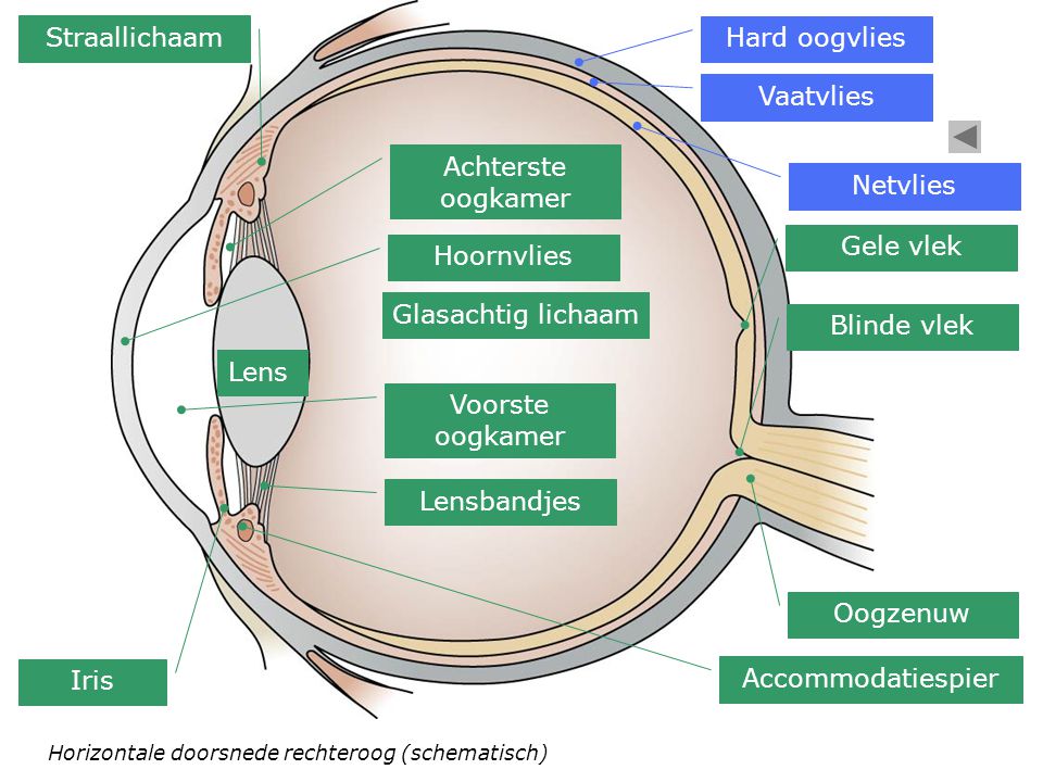 Straallichaam Hard oogvlies Vaatvlies Achterste oogkamer Netvlies