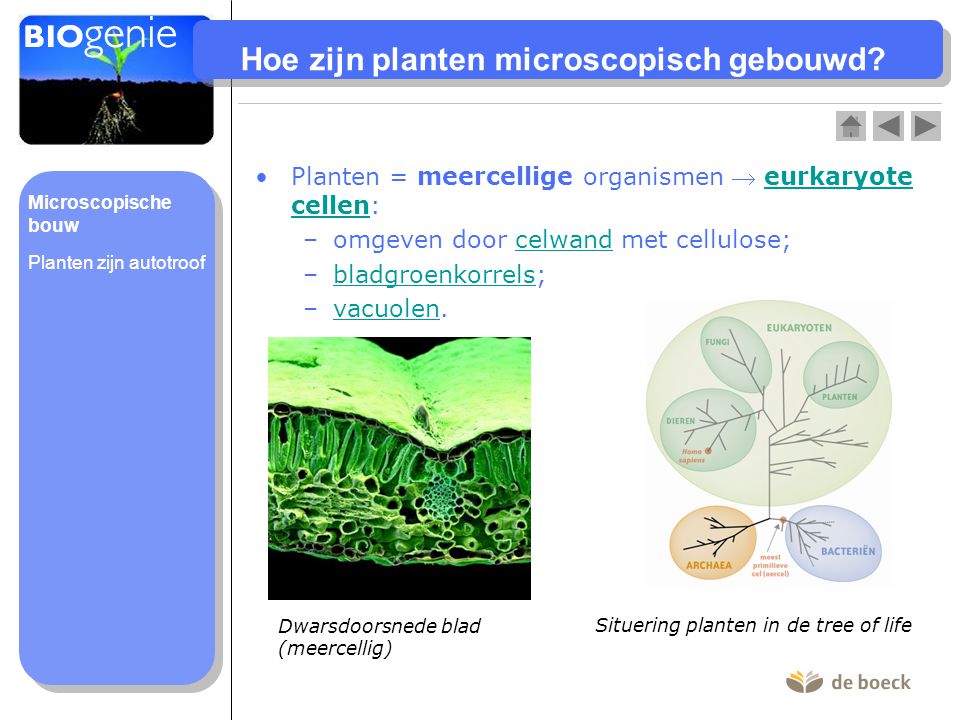 Hoe zijn planten microscopisch gebouwd