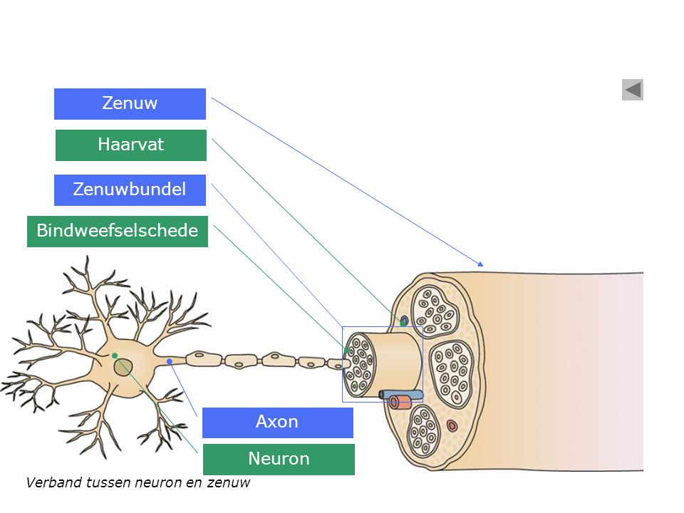 Zenuw Haarvat Zenuwbundel Bindweefselschede Axon Neuron
