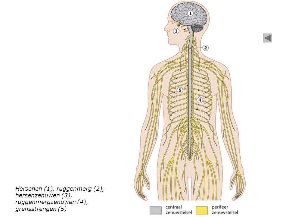 Hersenen (1), ruggenmerg (2), hersenzenuwen (3), ruggenmergzenuwen (4), grensstrengen (5)