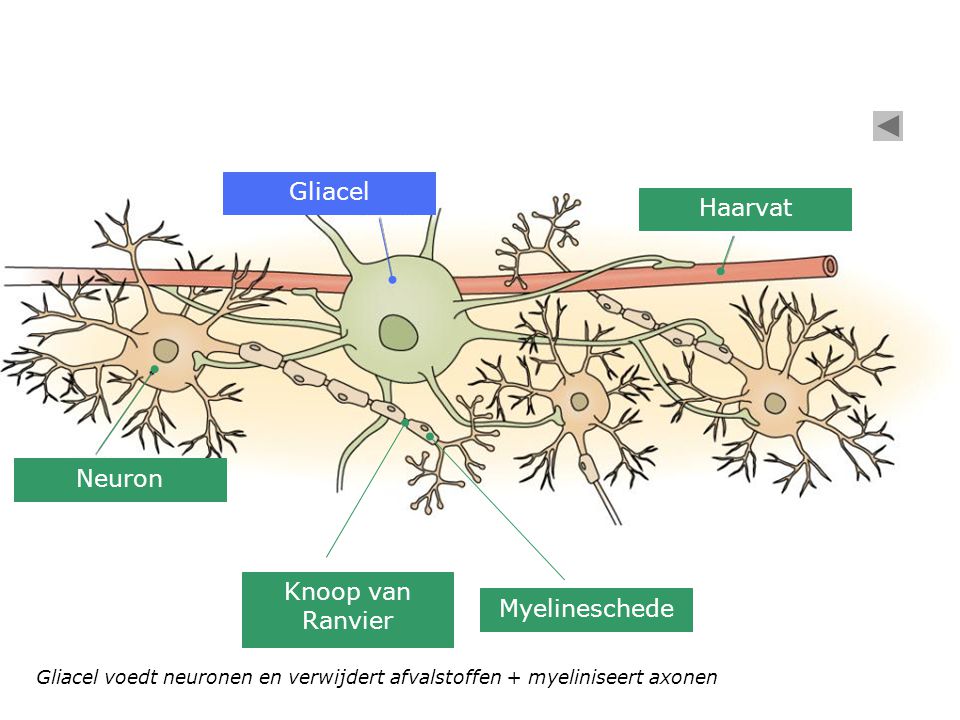 Gliacel Haarvat Neuron Knoop van Ranvier Myelineschede