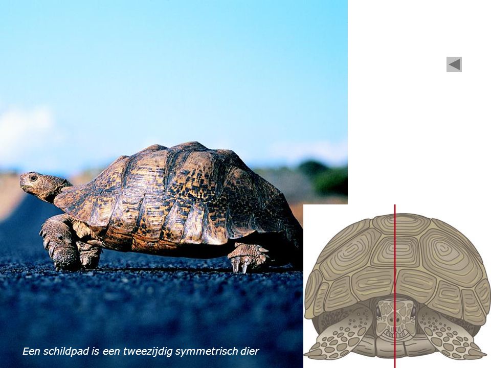 Een schildpad is een tweezijdig symmetrisch dier