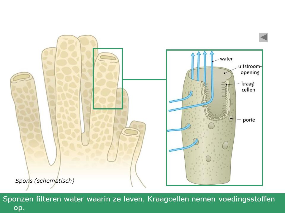 Spons (schematisch) Sponzen filteren water waarin ze leven. Kraagcellen nemen voedingsstoffen op.