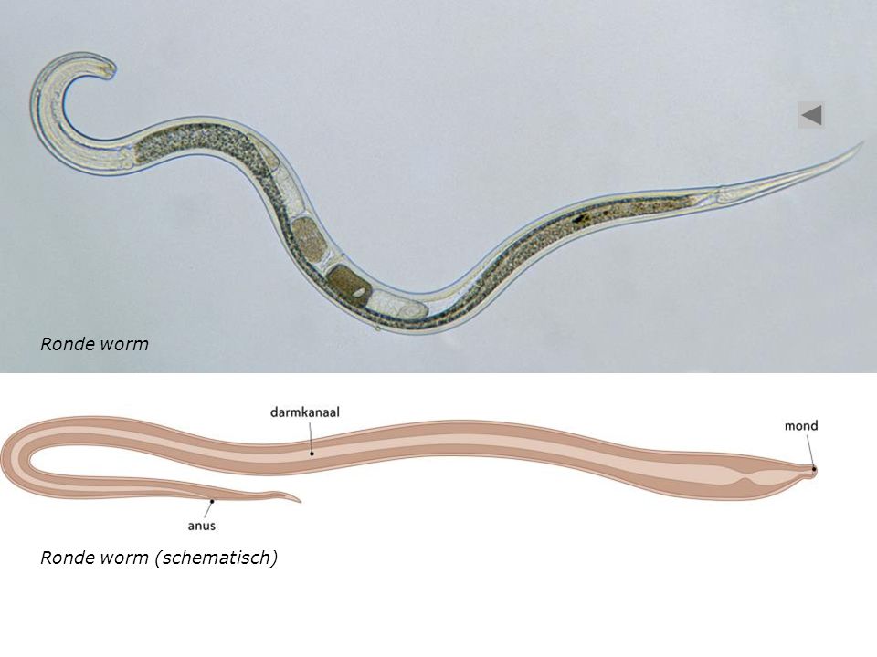 Ronde worm Ronde worm (schematisch)