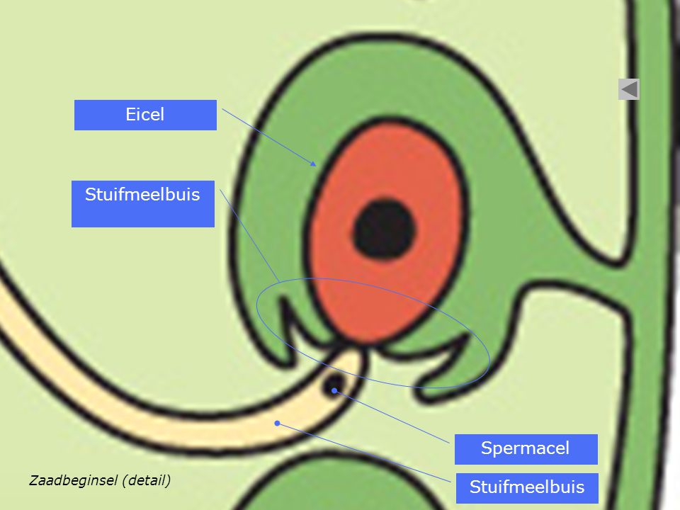 Eicel Stuifmeelbuis Spermacel Zaadbeginsel (detail) Stuifmeelbuis