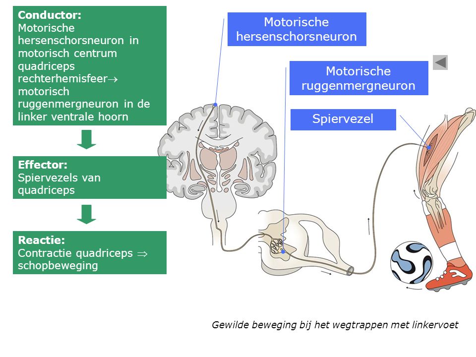 Motorische hersenschorsneuron
