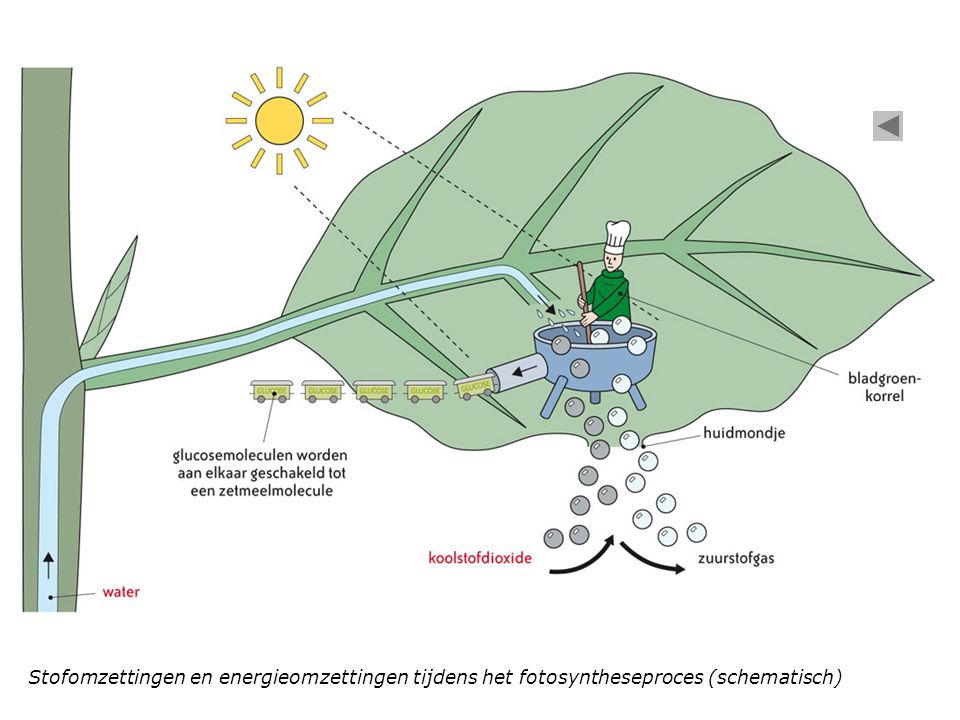 Stofomzettingen en energieomzettingen tijdens het fotosyntheseproces (schematisch)