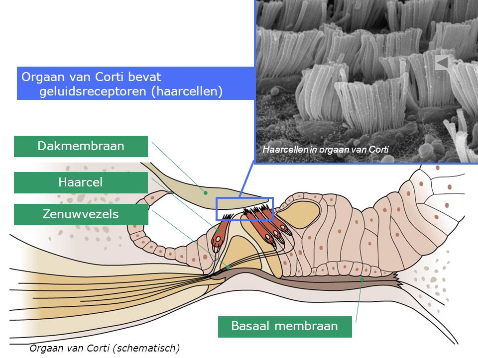 Orgaan van Corti bevat geluidsreceptoren (haarcellen)