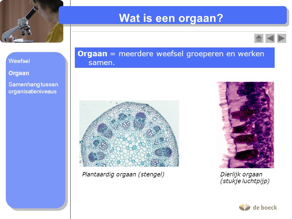 Wat is een orgaan Orgaan = meerdere weefsel groeperen en werken samen. Weefsel. Orgaan. Samenhang tussen organisatieniveaus.