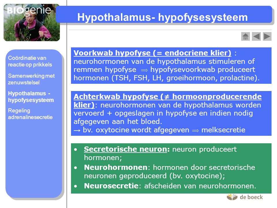 Hypothalamus- hypofysesysteem
