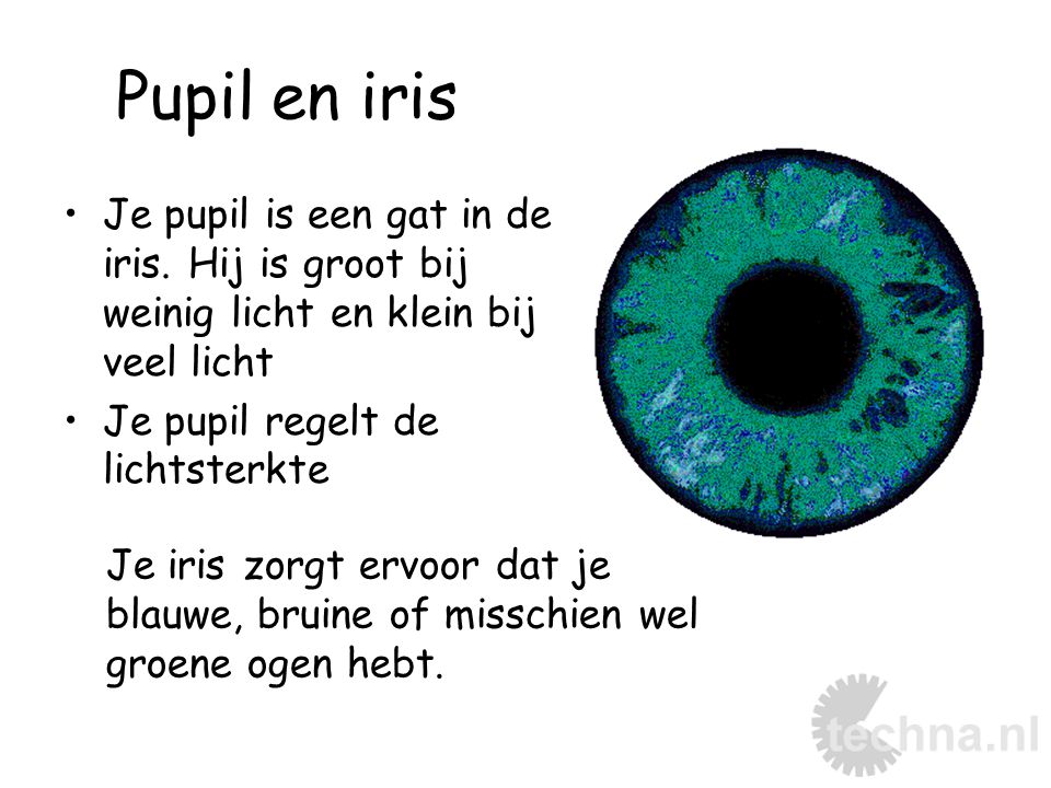 Pupil en iris Je pupil is een gat in de iris. Hij is groot bij weinig licht en klein bij veel licht.