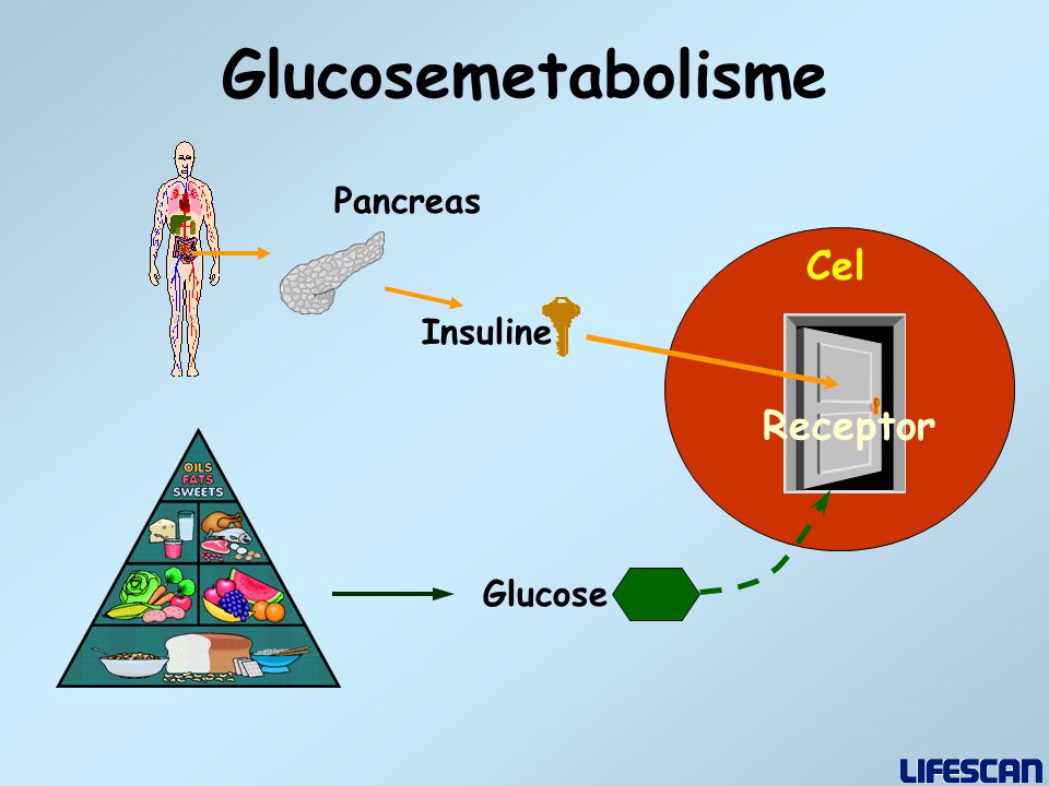 Glucosemetabolisme Insuline Pancreas Cel Receptor Glucose