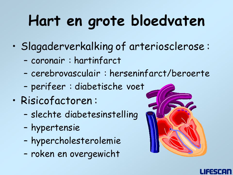 Hart en grote bloedvaten