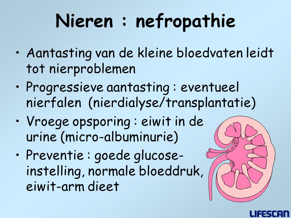 Nieren : nefropathie Aantasting van de kleine bloedvaten leidt tot nierproblemen.