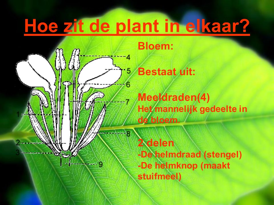 Hoe zit de plant in elkaar