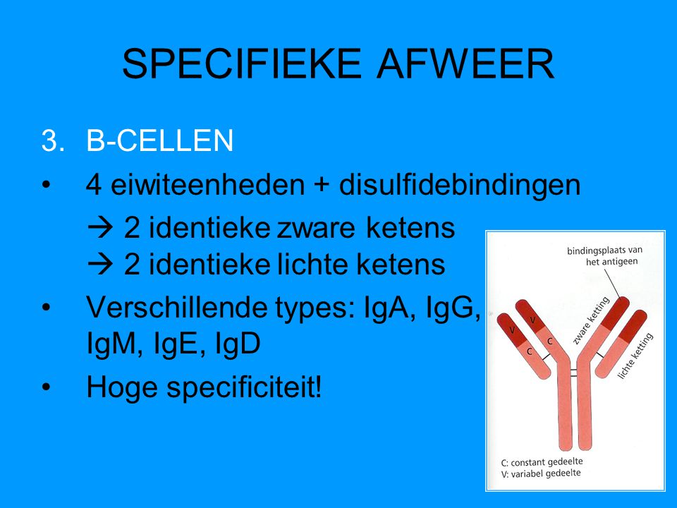SPECIFIEKE AFWEER B-CELLEN 4 eiwiteenheden + disulfidebindingen