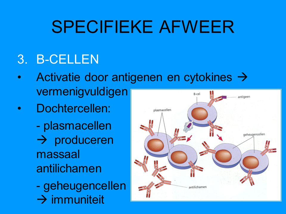 SPECIFIEKE AFWEER B-CELLEN