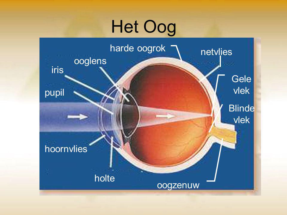 Het Oog harde oogrok netvlies ooglens iris Gele vlek pupil Blinde vlek