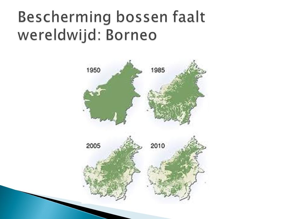 Bescherming bossen faalt wereldwijd: Borneo