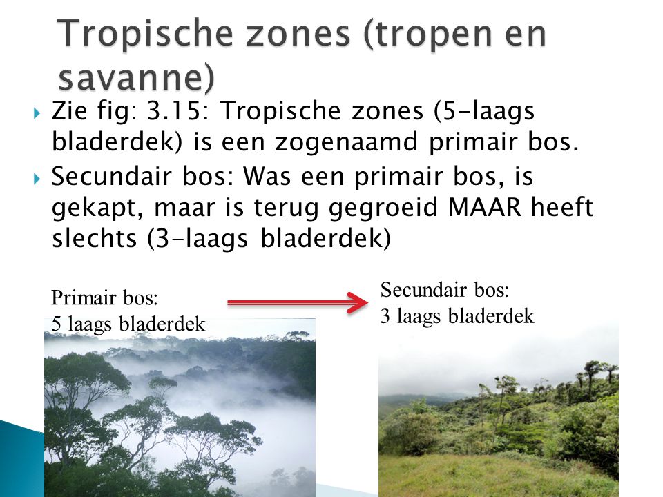 Tropische zones (tropen en savanne)