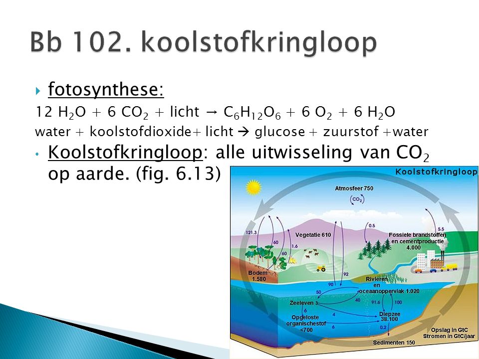 Bb 102. koolstofkringloop fotosynthese: