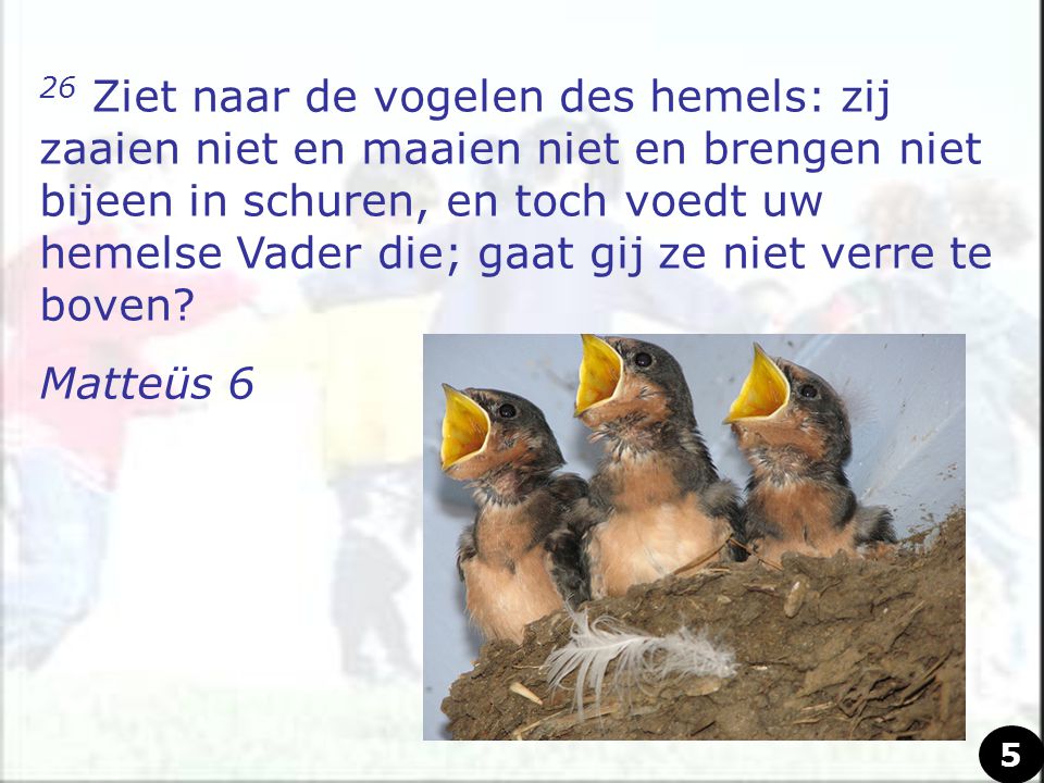 26 Ziet naar de vogelen des hemels: zij zaaien niet en maaien niet en brengen niet bijeen in schuren, en toch voedt uw hemelse Vader die; gaat gij ze niet verre te boven