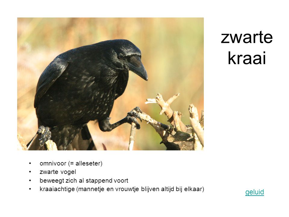 zwarte kraai geluid omnivoor (= alleseter) zwarte vogel