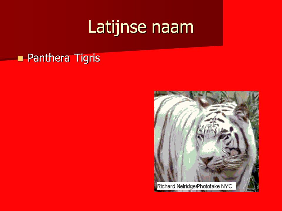 Latijnse naam Panthera Tigris