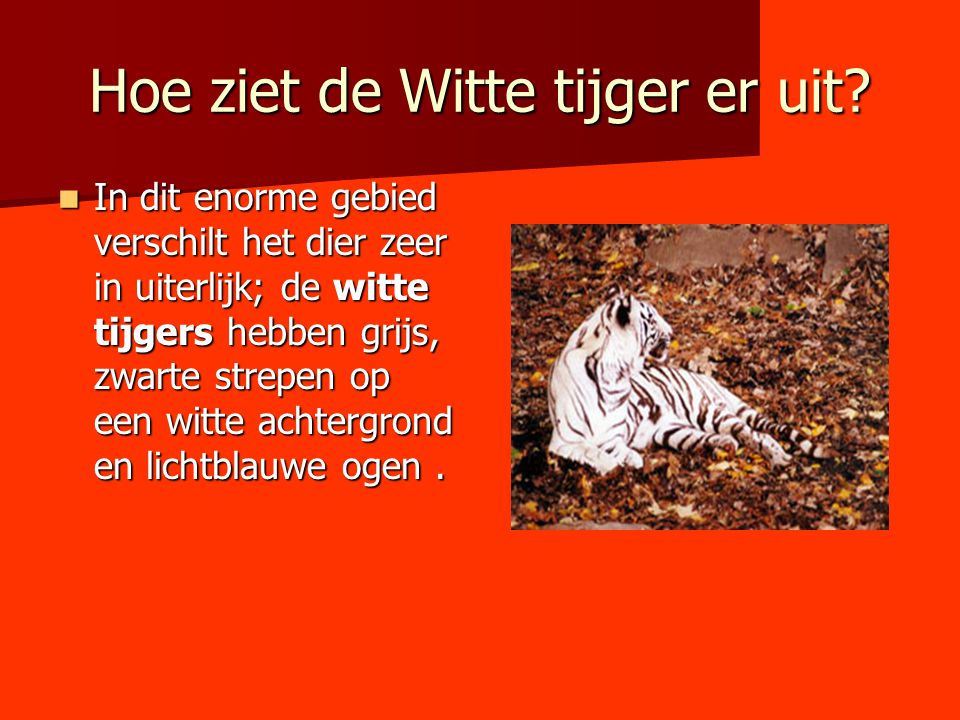 Hoe ziet de Witte tijger er uit