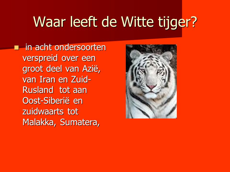 Waar leeft de Witte tijger