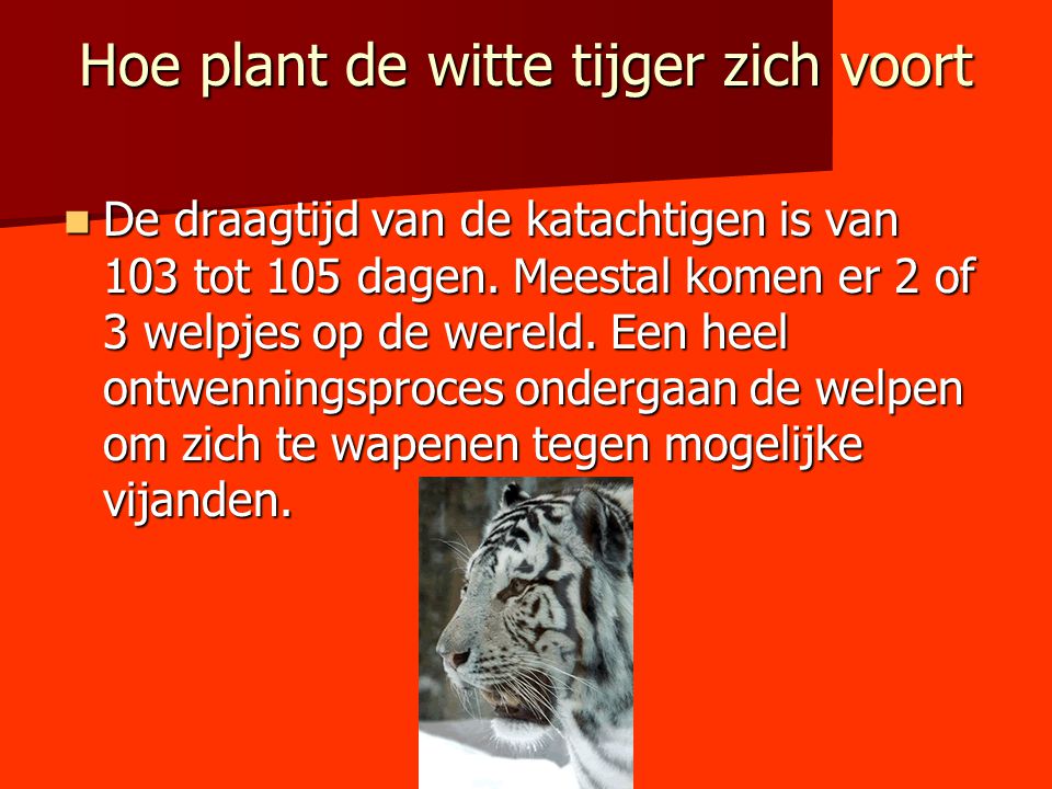 Hoe plant de witte tijger zich voort
