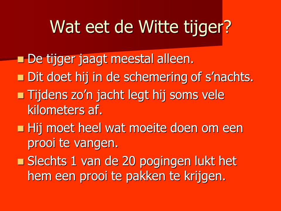 Wat eet de Witte tijger De tijger jaagt meestal alleen.